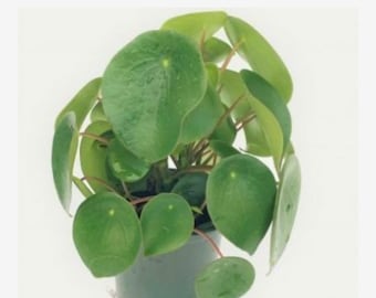 Pilea peperomioides “Chinese money” “UFO plant” 4” plant **(ALL plants require you to purchase ANY 2 plants!)**