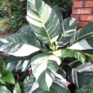 Variegated Peace Lily Sensation 2” pot  (ALL STARTER PLANTS require you to purchase 2 plants!)