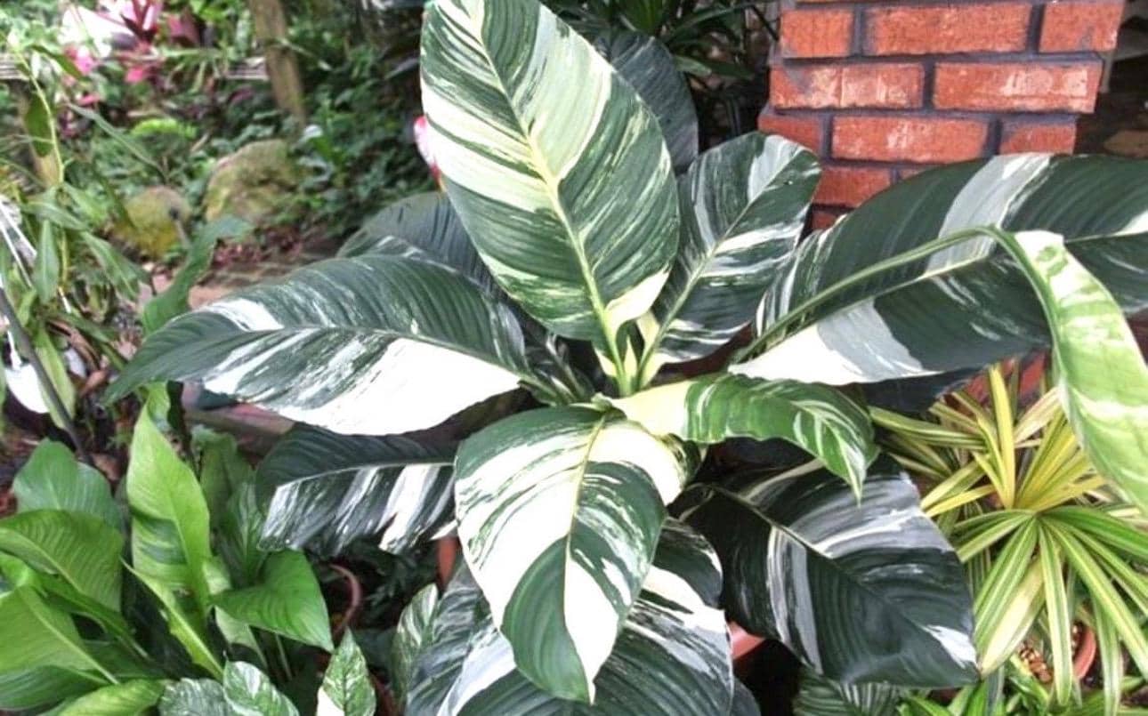 Variegated Peace Lily Sensation 2” pot  (ALL STARTER PLANTS require you to purchase 2 plants!)