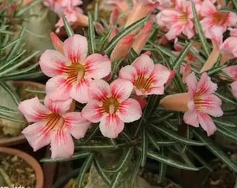 desert rose adenium “bosom jade” starter plant (ALL STARTER PLANTS require you to purchase 2 plants!)