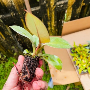 Black Cardinal Philodendron ALL starter plants require you to purchase 2 plants image 9