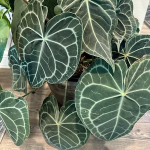 Anthurium clarinervium Starter Plant (ALL STARTER PLANTS require you to purchase 2 plants!)