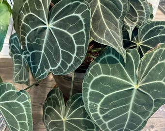 Anthurium clarinervium Starter Plant (ALL STARTER PLANTS require you to purchase 2 plants!)