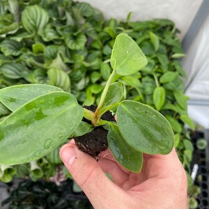 May include: A small green houseplant with round, glossy leaves. The plant is potted in soil and has roots visible.