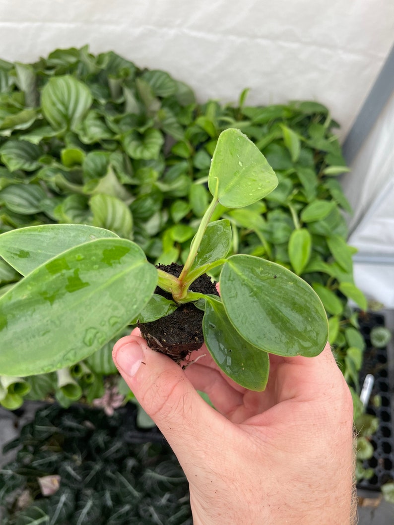 SunshineGreens Philodendron Florida Beauty Plant - Thumbnail 3