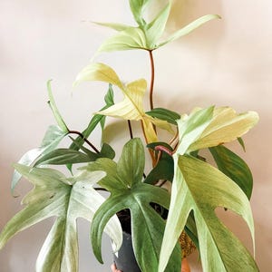 Philodendron Florida ghost mint Starter Plant (ALL STARTER PLANTS require you to purchase 2 plants!)