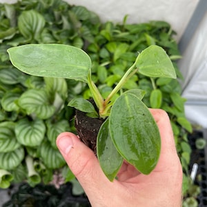 May include: A small green plant with large, round leaves in a hand. The plant is in a small pot with soil.