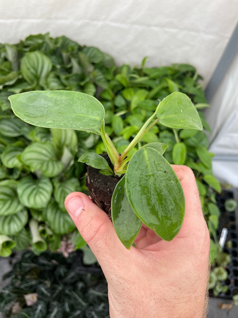 May include: A small green plant with large, round leaves in a hand. The plant is in a small pot with soil.