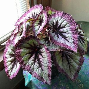 Rex Begonia fire woman Starter Plant (ALL STARTER PLANTS require you to purchase 2 plants!)