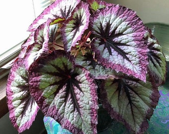 Rex Begonia fire woman Starter Plant (ALL STARTER PLANTS require you to purchase 2 plants!)