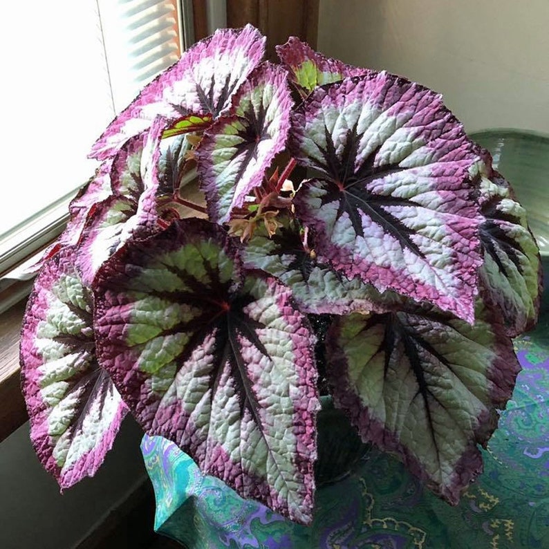 Rex Begonia fire woman Starter Plant ALL STARTER PLANTS require you to purchase 2 plants image 1