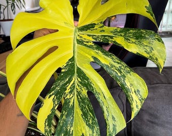 Monstera Lemon Pompom I US Seller | Pick Your Plant - Etsy