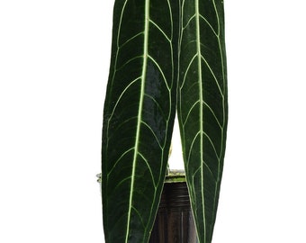 Small Anthurium Warocqueanum Dark and Narrow Form Starter Plant