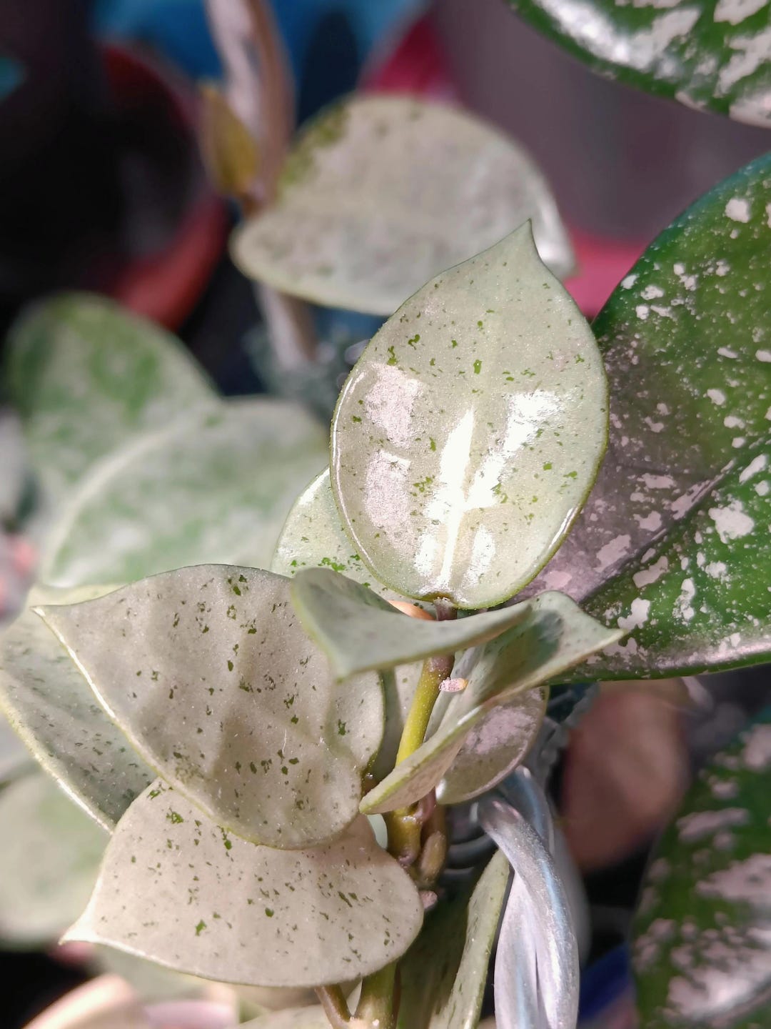 Hoya Lacunosa Silver Mint Coin 2” Plant (ALL PLANTS Require You to