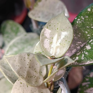 Hoya Lacunosa silver mint coin 2” Plant (ALL PLANTS require you to purchase 2 plants!)**