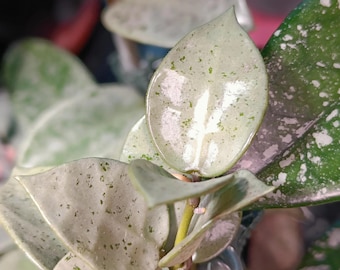 Hoya Lacunosa silver mint coin 2” Plant (ALL PLANTS require you to purchase 2 plants!)**