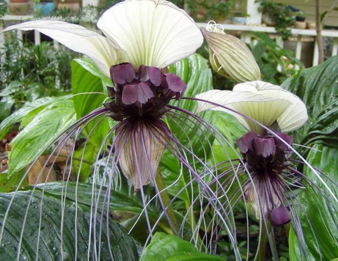 タッカ インテグリフォリア/Tacca Integrifolia Tacca Integrifolia (white Bat Flower) Starter Plant **(ALL Plants
