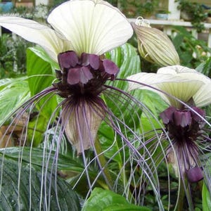 Tacca integrifolia (White bat flower) 4” pot **(ALL plants require you to purchase ANY 2 plants!)**