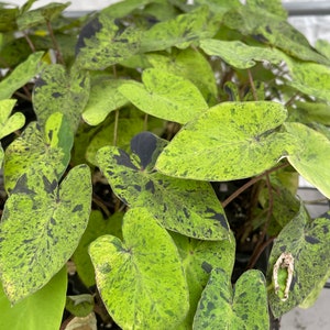 Colocasia Mojito "Esculenta" Elephant Ear Starter Plant. **ALL starter plants require you to purchase 2 plants! ** image 10
