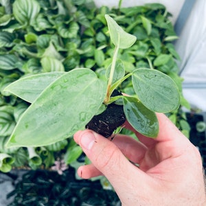 May include: A small, potted plant with large, light green leaves. The plant is being held in a hand, and the roots are visible.