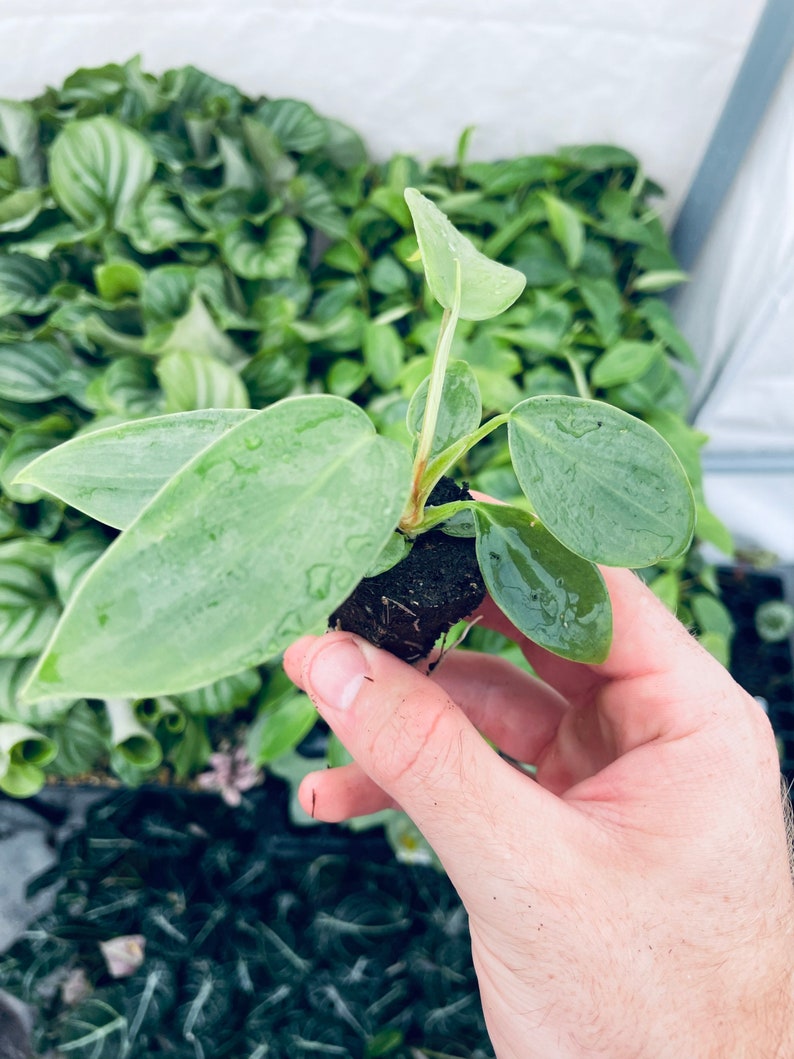 May include: A small, potted plant with large, light green leaves. The plant is being held in a hand, and the roots are visible.