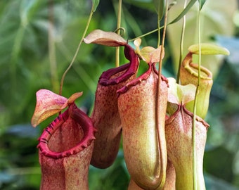 Nepenthes Alata Starter Plant (ALL STARTER PLANTS require you to purchase 2 plants!)