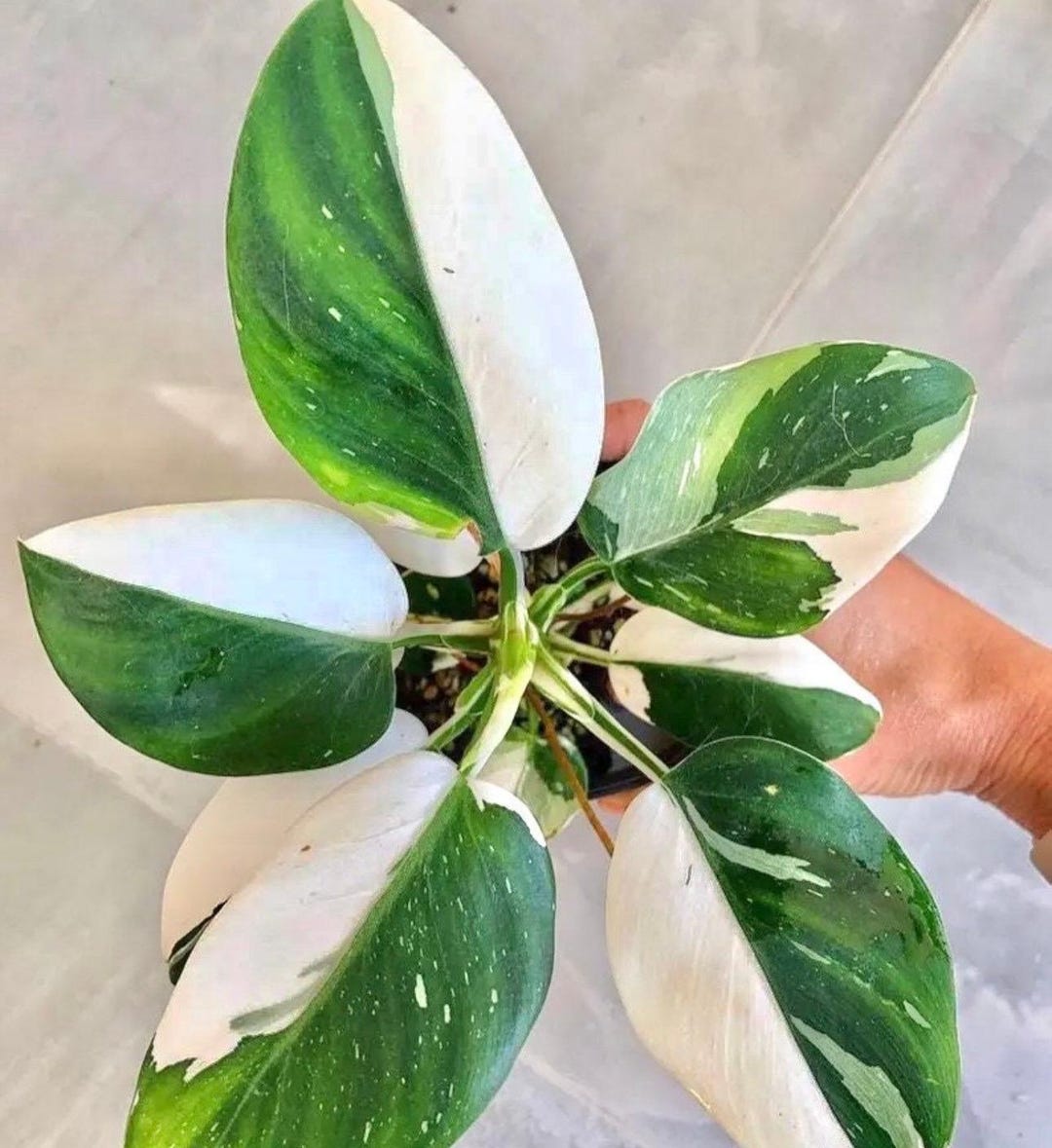 philodendron ruby pflege Philodendron Ruby