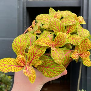 Planta de inicio Fittonia esquelética (¡TODAS LAS PLANTAS DE INICIO requieren la compra de 2 plantas!)