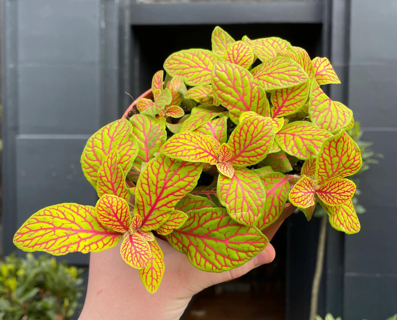 Skeleton Fittonia Starter Plant (ALL STARTER PLANTS require you to purchase 2 plants!)