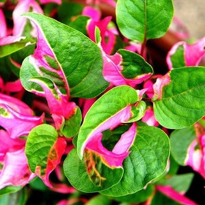 Alternanthera ‘Party Time’ Starter Plant **All starter plants require you to purchase 2 plants!**