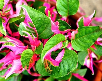 Alternanthera ‘Party Time’ Starter Plant **All starter plants require you to purchase 2 plants!**