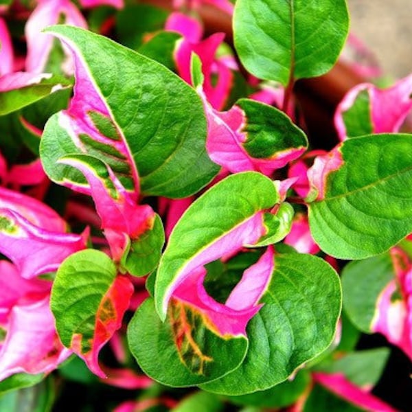 Alternanthera ‘Party Time’ Starter Plant **All starter plants require you to purchase 2 plants!**