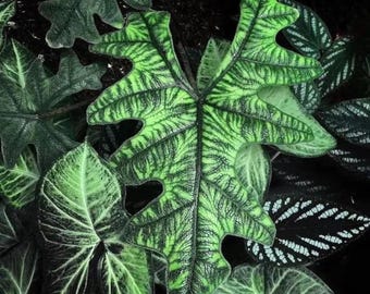 Alocasia jacklyn 2” pot (ALL PLANTS require you to purchase 2 plants!)