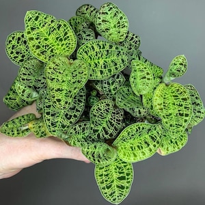 Macodes Petola jewel orchid starter plant **(ALL plants require you to purchase ANY 2 plants!)