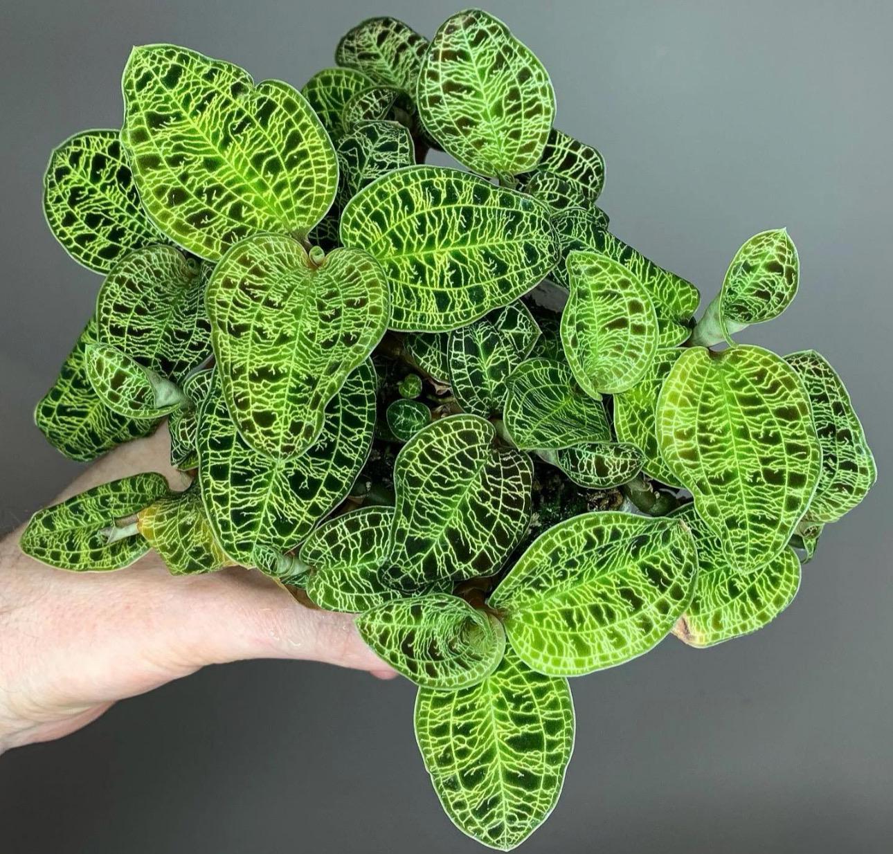 The Jewel Orchid: Macodes Petola Unveiled