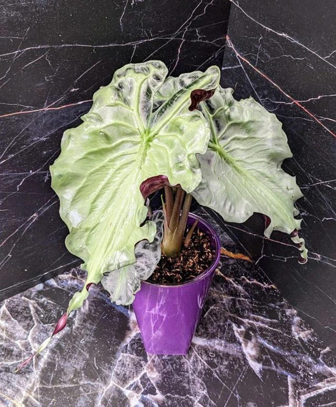 Alocasia Venom Starter Plant **(ALL Plants Require You to Purchase