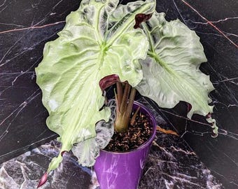 Alocasia venom starter plant **(ALL plants require you to purchase ANY 2 plants!)**