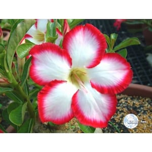 Desert rose ‘borders’ starter plant **(ALL starter plants require you to purchase any 2 plants!)**