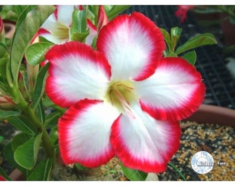 Desert rose ‘borders’ starter plant **(ALL starter plants require you to purchase any 2 plants!)**