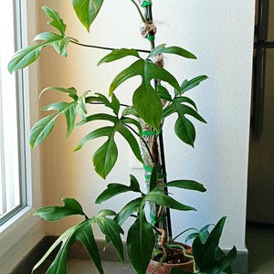 Philodendron Glad Hands - Etsy