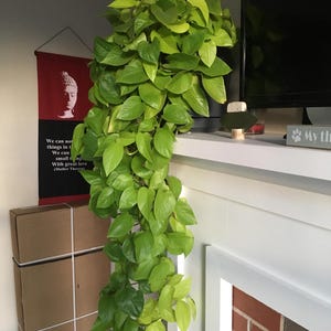 Golden Pothos Seeds - Etsy