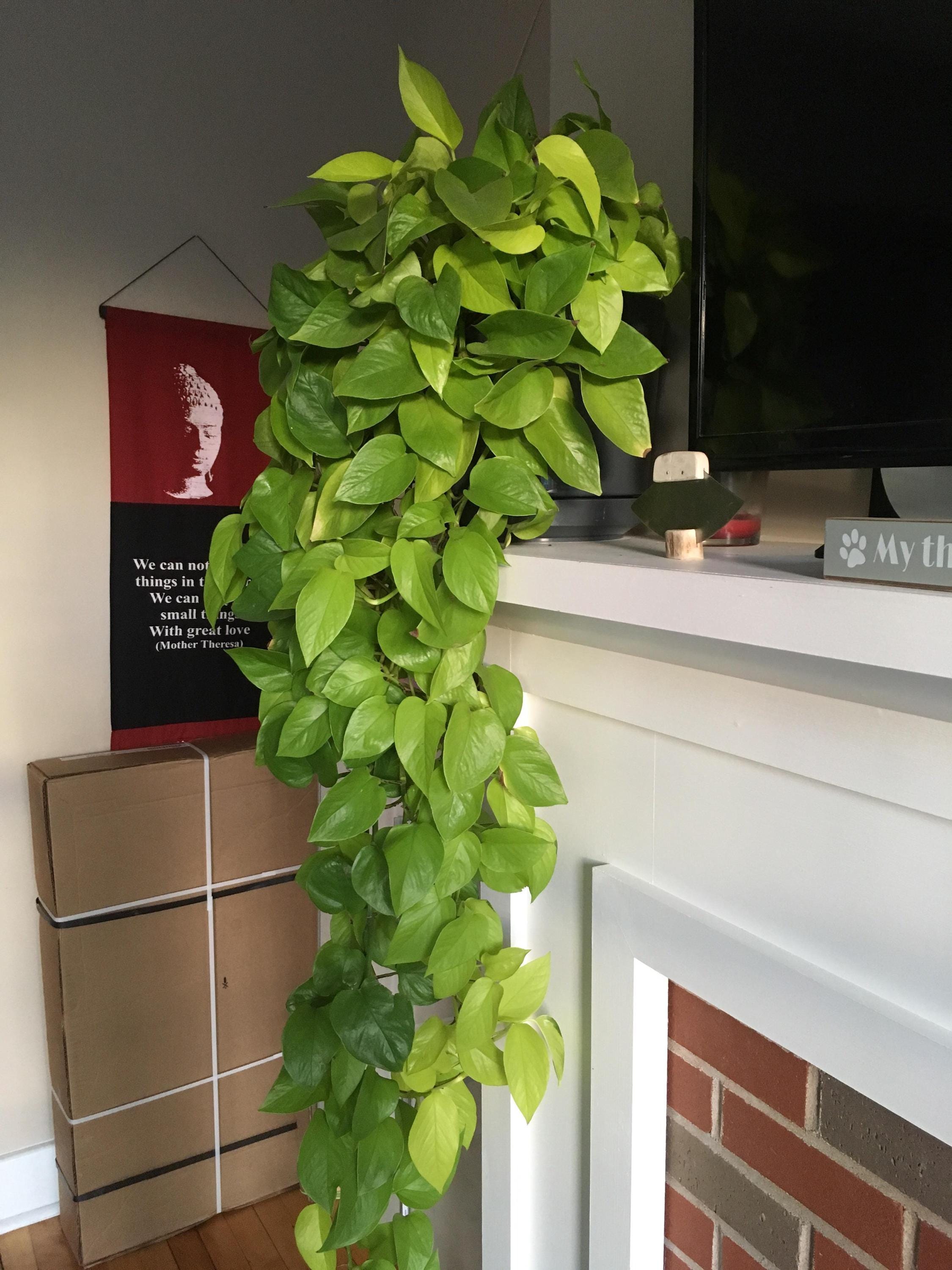 n joy pothos Pothos 'N’Joy' main image 0