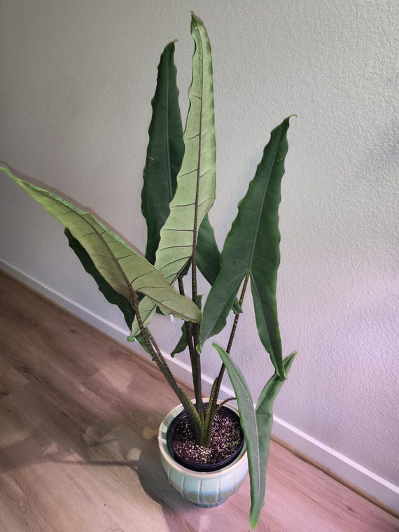 ebay agave Agave parrasana colorata