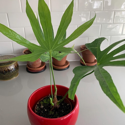 bonsai plants price Bonsai Tree Bundle