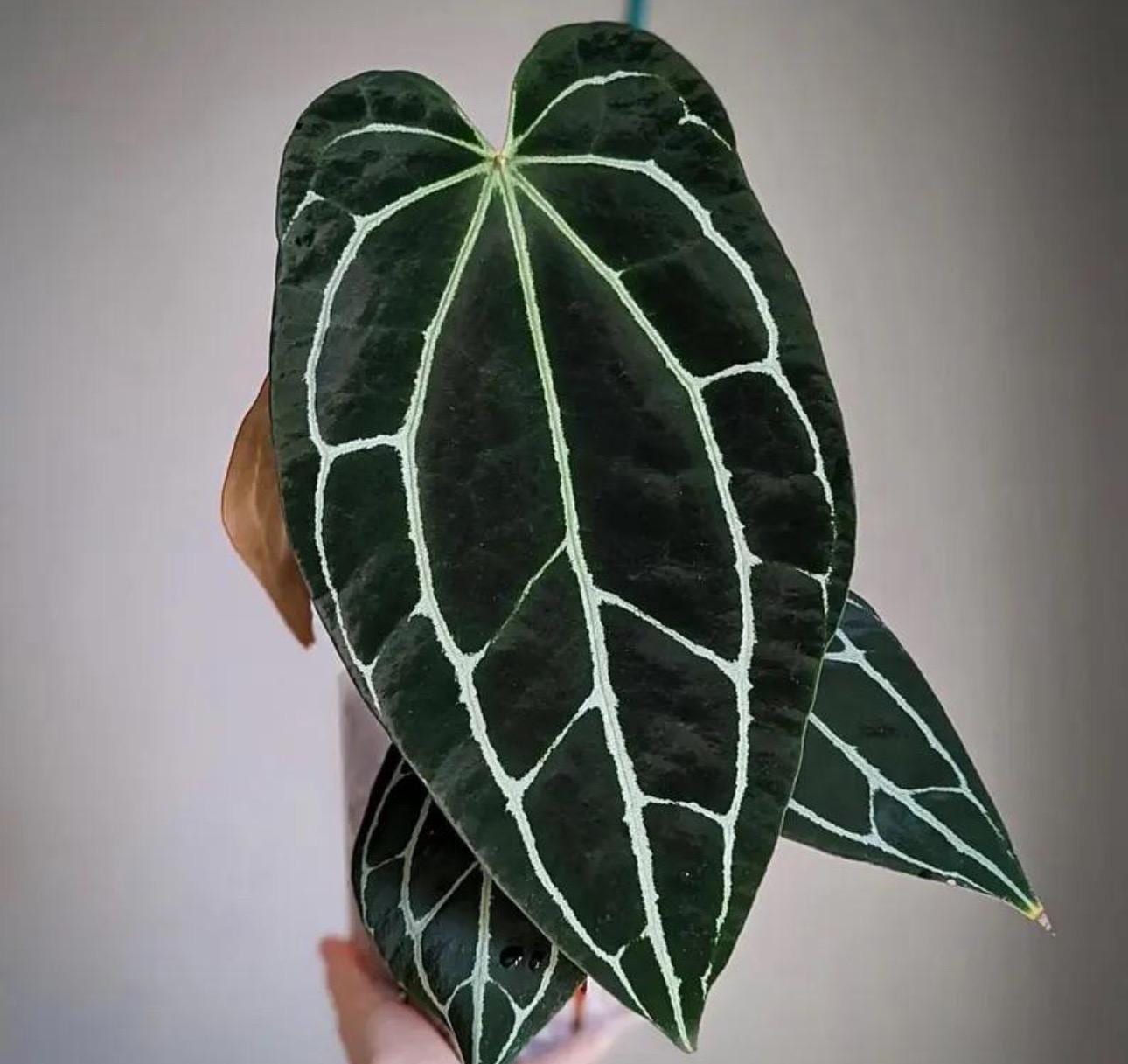 Anthurium Crystallinum Dark Form 2” Plant **(ALL Plants Require