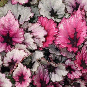 Begonia Rex Kotobuki Starter Plant (ALL STARTER PLANTS require you to purchase 2 plants!)