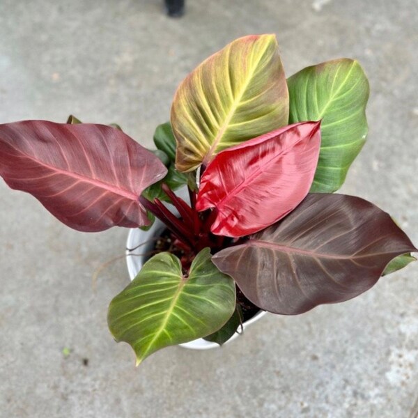 Philodendron cherry red Starter Plant (ALL STARTER PLANTS require you to purchase 2 plants!)