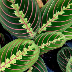 Calathea red Maranta Starter Plant (ALL STARTER PLANTS require you to purchase 2 plants!)