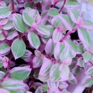 Tradescantia pink panther ( wandering jew) Starter Plant (ALL STARTER PLANTS require you to purchase 2 plants!)