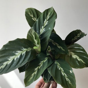 Calathea Maui queen  Starter Plant (ALL STARTER PLANTS require you to purchase 2 plants!)